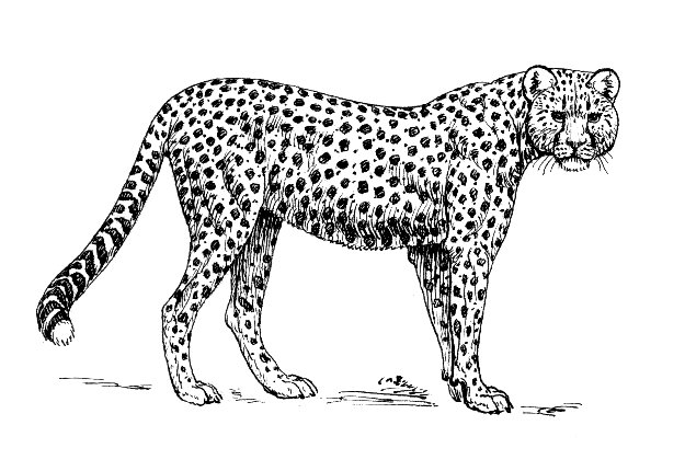 Cheetah