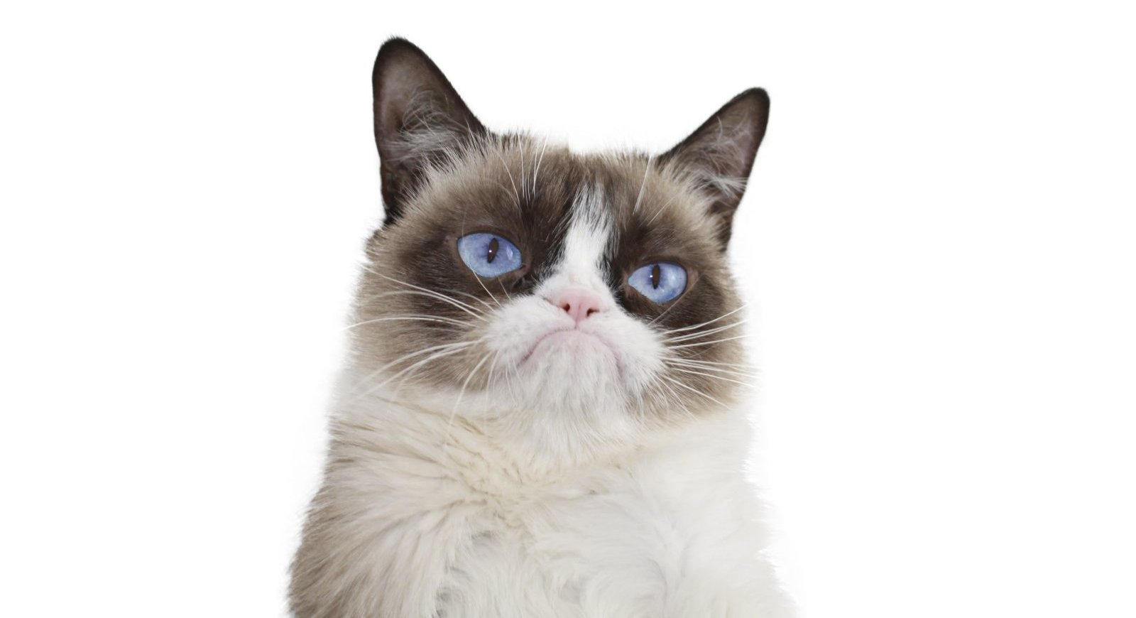 Grumpy Cat